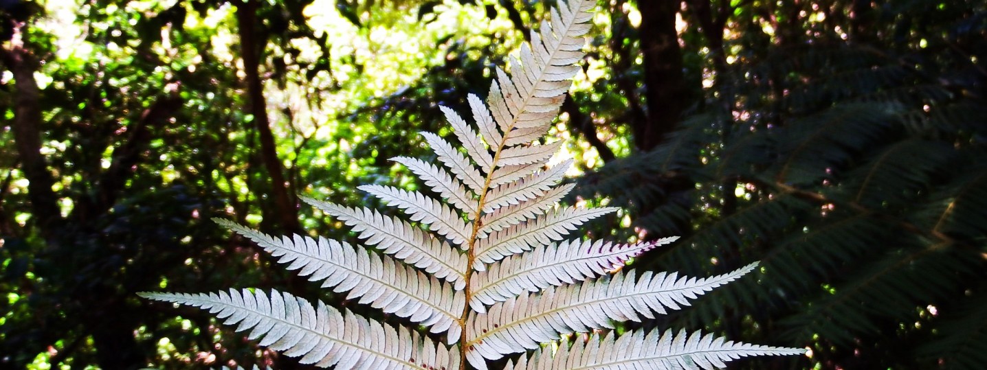 What the Govt is doing International Action