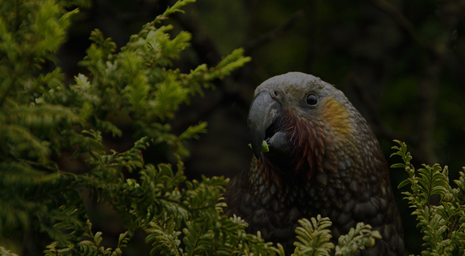 10 take action biodiversity